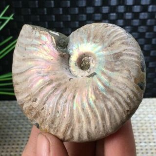 103g Rainbow Iridescent Ammonite Shell Specimen Madagascar 71 57 19mm A1695