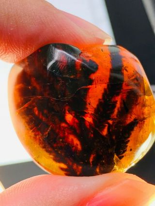 7.  33g Tree Branch With Leaf Burmite Myanmar Amber Insect Fossil Dinosaur Age