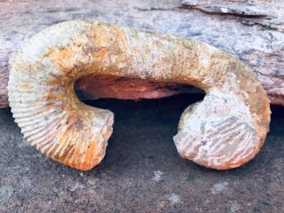 3.  75” Ancyloceras Ammonite Fossil Heteromorph Mineral Cretaceous Period - Morocco