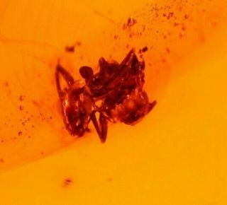 Carpenter Ant With Spine,  Horseshoe Crab Beetle In Dominican Amber Fossil