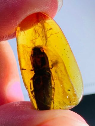 2.  16g 18mm Coleoptera Beetle Burmite Myanmar Amber Insect Fossil Dinosaur Age