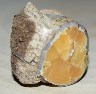 Cut & Polished Agatized & Calcite Wood Limb Casting End Piece Collected Wyoming 2