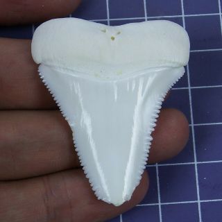 1.  905 Inch Modern Real Great White Shark Tooth Megalodon Sharks Bt109