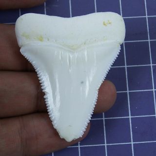 1.  905 inch Modern Real Great White Shark Tooth Megalodon Sharks BT109 2