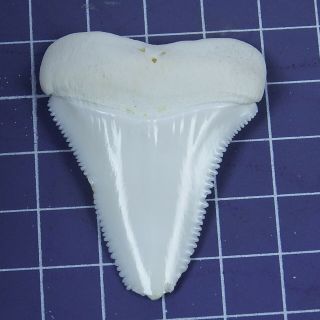 1.  905 inch Modern Real Great White Shark Tooth Megalodon Sharks BT109 3