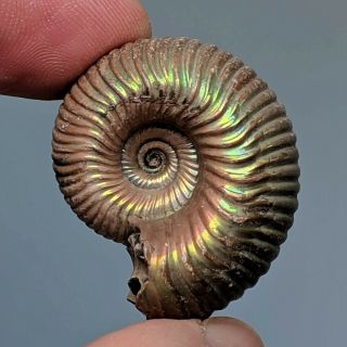 3,  5 Cm (1,  4 In) Ammonite Eboraciceras Pyrite Jurassic Russia Fossil Ammonit