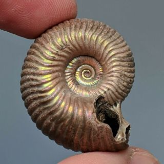 3,  5 cm (1,  4 in) Ammonite Eboraciceras pyrite jurassic Russia fossil ammonit 3
