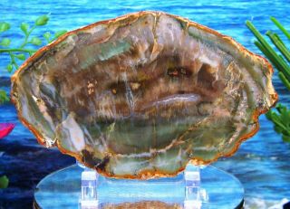 Petrified Wood COMPLETE ROUND Slab w/Bark EXOTIC and EMERALD GREEN GEM 5 