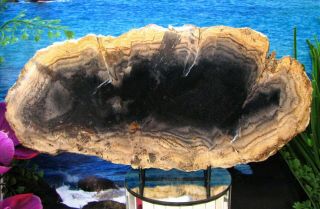 Petrified Wood Complete Round Slab W/bark Obsidian Lake W/echoing Grey Copper