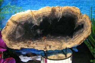 Petrified Wood COMPLETE ROUND Slab w/Bark OBSIDIAN LAKE w/ECHOING GREY COPPER 3