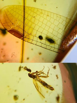 Unknown Fly&bug Wing Burmite Myanmar Burmese Amber Insect Fossil Dinosaur Age