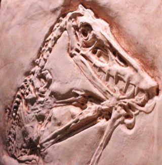 Jurassic Pterodactyl Fossil Cast Berlin Museum Bavarian Solnhofen Fossil