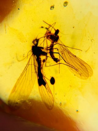 2 Mecoptera Scorpion Fly Burmite Myanmar Burma Amber Insect Fossil Dinosaur Age