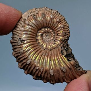 4,  1 Cm (1,  6 In) Ammonite Kosmoceras Pyrite Jurassic Russia Fossil Ammonit