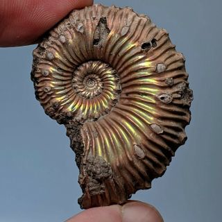4,  1 cm (1,  6 in) Ammonite Kosmoceras pyrite jurassic Russia fossil ammonit 2