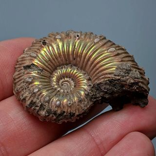 4,  1 cm (1,  6 in) Ammonite Kosmoceras pyrite jurassic Russia fossil ammonit 3