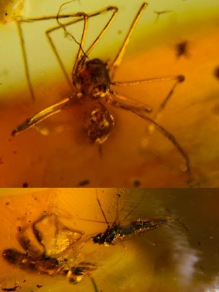 Spider&stinkbug&fly Burmite Myanmar Burmese Amber Insect Fossil Dinosaur Age
