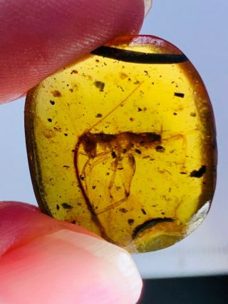 2g Unknown Big Orthoptera Bug Burmite Myanmar Amber Insect Fossil Dinosaur Age