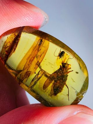 1.  8g Coleoptera Beetle Burmite Myanmar Burmese Amber Insect Fossil Dinosaur Age