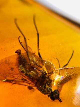 Unknown Big Fly Bug Burmite Myanmar Burmese Amber Insect Fossil Dinosaur Age