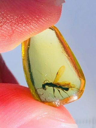 0.  58g Hymenoptera Wasp Bee Burmite Myanmar Amber Insect Fossil Dinosaur Age