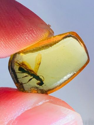 0.  58g Hymenoptera wasp bee Burmite Myanmar Amber insect fossil dinosaur age 2
