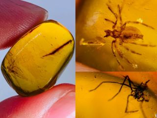 2g 2 Arachnida Spider Burmite Myanmar Burmese Amber Insect Fossil Dinosaur Age