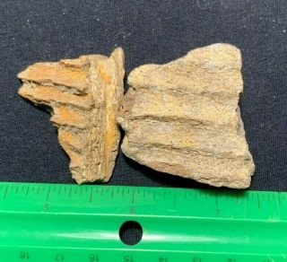 2 Edmontosaurus Jaw Fragments Dinosaur Fossil Lance Formation Wy