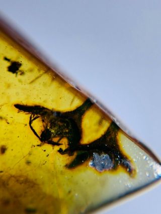 2 Unknown Plant Flower Burmite Myanmar Burmese Amber Insect Fossil Dinosaur Age