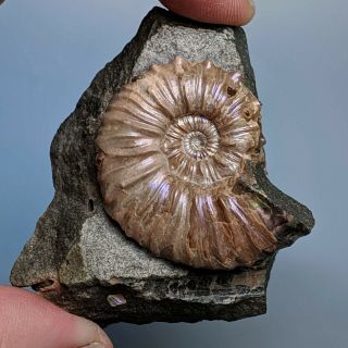 4,  3 Cm (1,  7 In) Ammonite Nodosohoplites Cretaceous Aptian Russia Fossil Ammonit