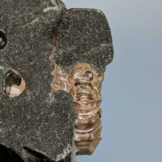 4,  3 cm (1,  7 in) Ammonite Nodosohoplites cretaceous aptian Russia fossil ammonit 3