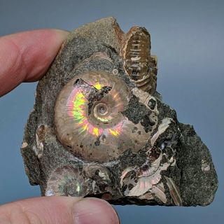 Ammonite Cluster Beudanticeras Nodosohoplites Cretaceous Russia Fossil Ammonit