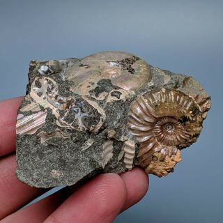 Ammonite cluster Beudanticeras Nodosohoplites cretaceous Russia fossil ammonit 2