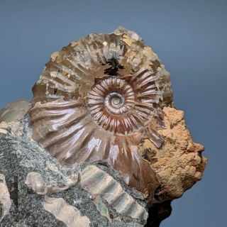Ammonite cluster Beudanticeras Nodosohoplites cretaceous Russia fossil ammonit 3