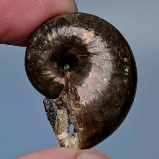 3,  3 Cm (1,  3 In) Ammonite Phyllopachyceras Cretaceous Russia Fossil Ammonit