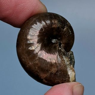 3,  3 cm (1,  3 in) Ammonite Phyllopachyceras cretaceous Russia fossil ammonit 2