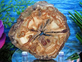 Petrified Wood Complete Round Slab W/bark Exotic Chestnut Bursting Star Center