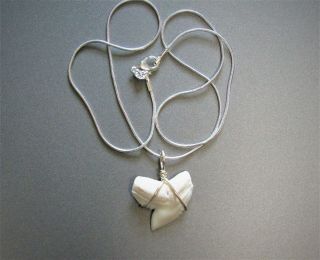 1 1/8 Inch Modern Tiger Shark Tooth Pendant W/ S.  Silver Necklace
