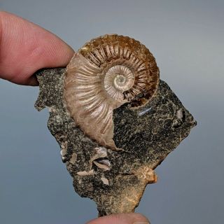 3,  2 Cm (1,  3 In) Ammonite Acanthoplites Cretaceous Aptian Russia Fossil Ammonit