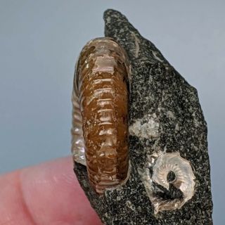 3,  2 cm (1,  3 in) Ammonite Acanthoplites cretaceous aptian Russia fossil ammonit 2