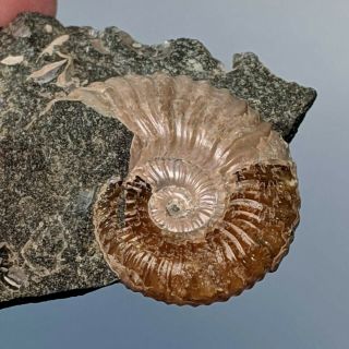 3,  2 cm (1,  3 in) Ammonite Acanthoplites cretaceous aptian Russia fossil ammonit 3