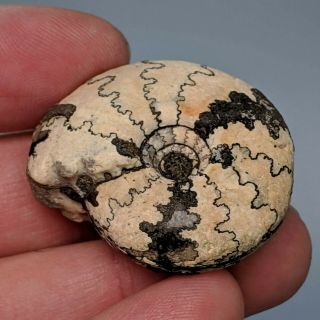3,  5 cm (1,  4 in) Ammonite Craspedites pyrite jurassic Russia fossil ammonit 3