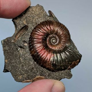 3,  3 Cm (1,  3 In) Ammonite Acanthoplites Cretaceous Aptian Russia Fossil Ammonit