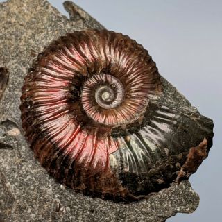 3,  3 cm (1,  3 in) Ammonite Acanthoplites cretaceous aptian Russia fossil ammonit 2