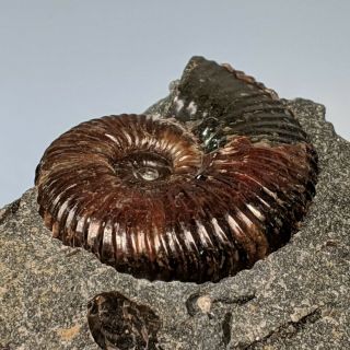3,  3 cm (1,  3 in) Ammonite Acanthoplites cretaceous aptian Russia fossil ammonit 3