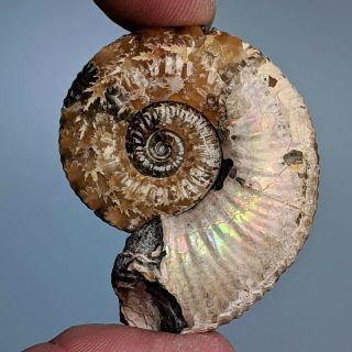3,  8 Cm (1,  5 In) Ammonite Acanthoplites Cretaceous Aptian Russia Fossil Ammonit