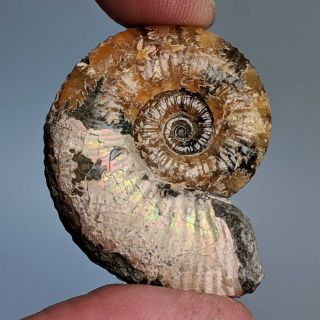 3,  8 cm (1,  5 in) Ammonite Acanthoplites cretaceous aptian Russia fossil ammonit 2