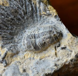 Rare Complete Pseudomera Trilobite Fossil,  Middle Ordovician,  Nevada