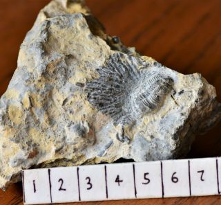 RARE Complete Pseudomera Trilobite Fossil,  Middle Ordovician,  Nevada 2