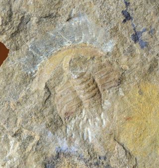 Rare Eofallotaspis Trilobite Fossil,  Earliest Trilobite,  Lower Cambrian Nevada